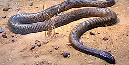 10 அடி நீள சாரைப்பாம்பு உயிருடன் மீட்பு