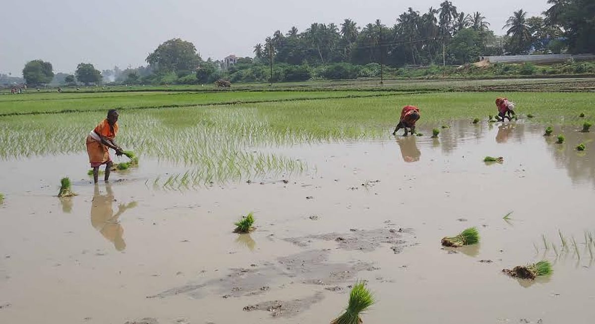 நெல்லை மாவட்டத்தில் மிதமான மழை: பாபநாசம் அணையில் 1,000 கனஅடி நீர் திறப்பு