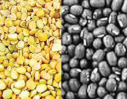 ஒழுங்குமுறை விற்பனைக் கூடங்களில் உளுந்து, பாசிப்பயறு கொள்முதல்