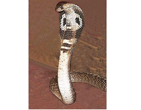 இந்த நாளில் அன்று(15.06.1955)உயிரை வாங்கிய வேஷம் - ஃபோட்டோவுக்காக பாம்பு அணிந்தவரின் பரிதாப முடிவு