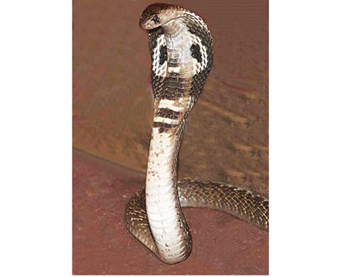 இந்த நாளில் அன்று(15.06.1955)உயிரை வாங்கிய வேஷம் - ஃபோட்டோவுக்காக பாம்பு அணிந்தவரின் பரிதாப முடிவு