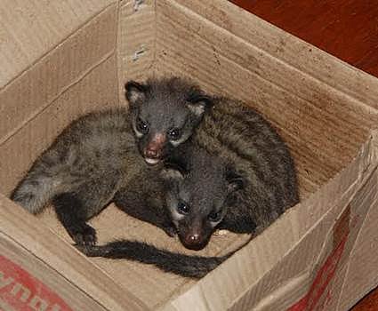 சிதம்பரத்தில் வீட்டிற்கு புகுந்த மரநாய்கள்