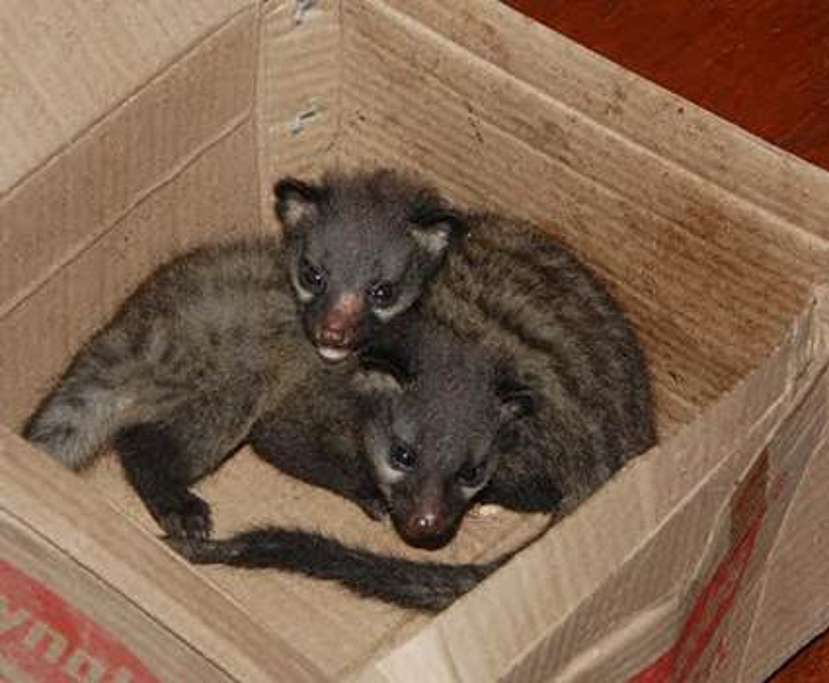 சிதம்பரத்தில் வீட்டிற்கு புகுந்த மரநாய்கள்