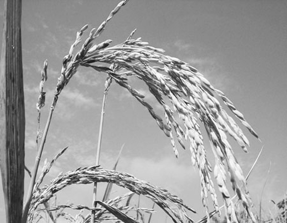 தமிழ்ச் செல்வங்கள்- சொல் - 2