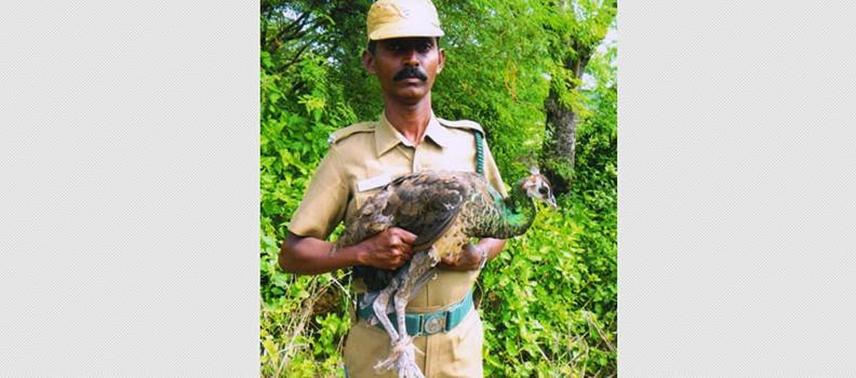 காட்டுமன்னார்கோயில் அருகே மயங்கிய நிலையில் கிடந்த மயில் மீட்பு!