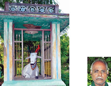 காளை மாட்டுக்குக் கோவில்!