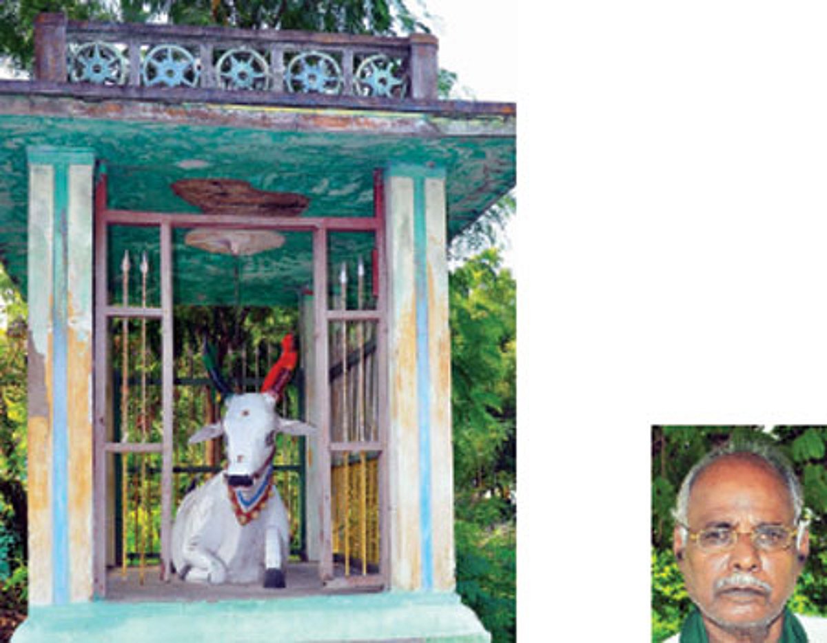 காளை மாட்டுக்குக் கோவில்!