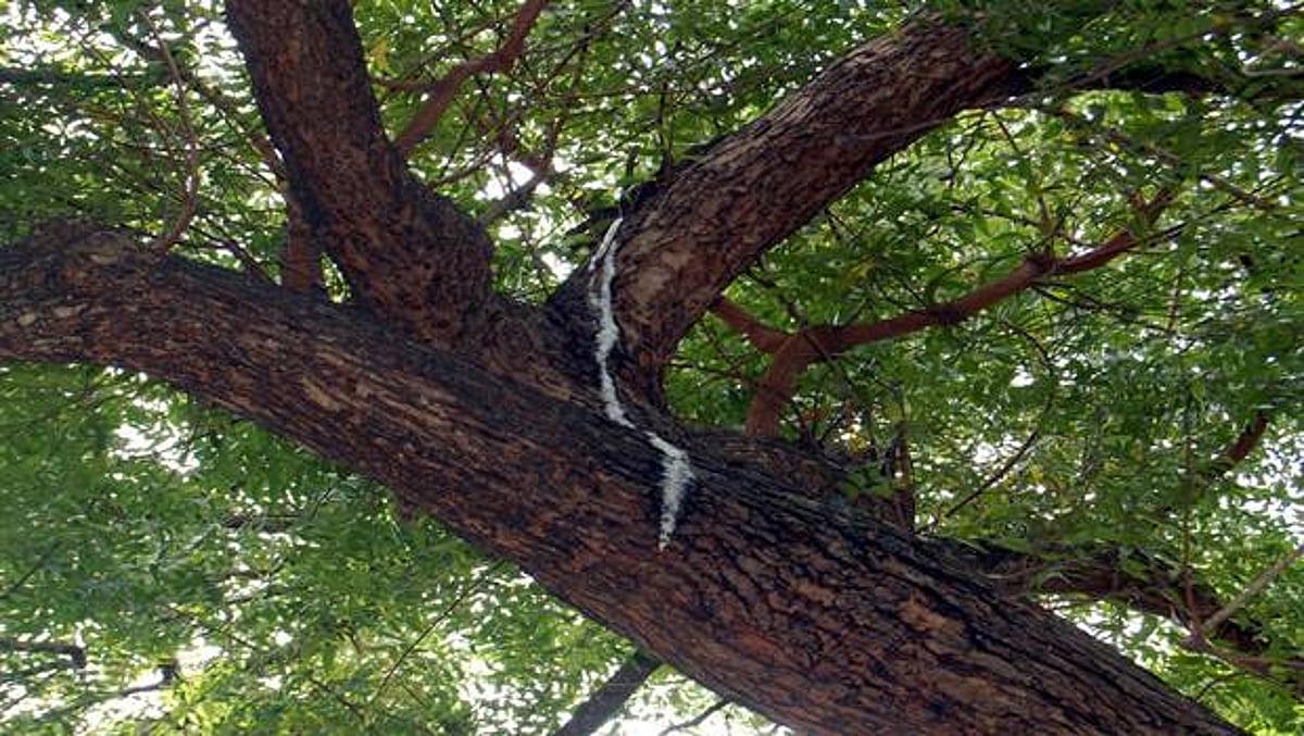 சிதம்பரம் அருகே வேப்பமரத்தில் பால் வடிந்ததால் திரண்ட மக்கள்