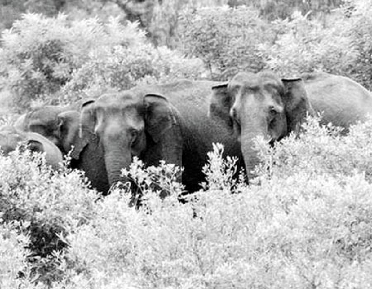 பாதை மாறும் யானைகளின் பயணம்