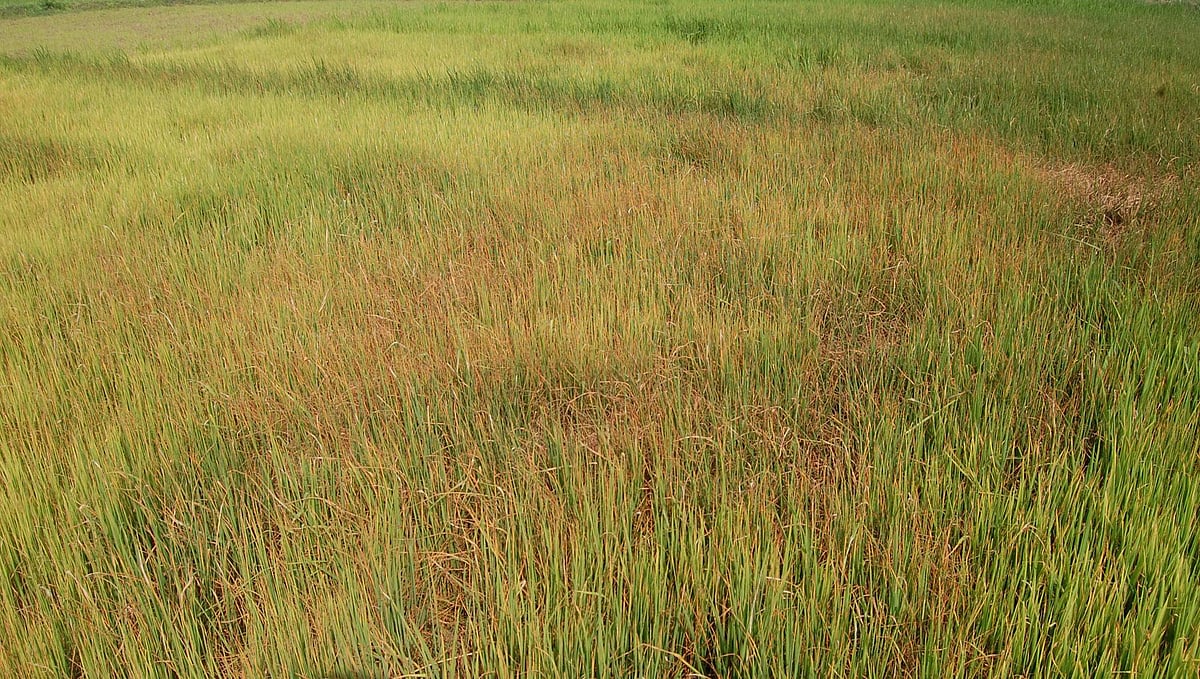 நிவாரணத்திற்கான பயிர் கணக்கீட்டில் குளறுபடி: அதிருப்தியில் விவசாயிகள்