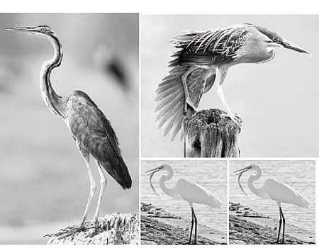 பறவையைத் தொடர்வோம்...