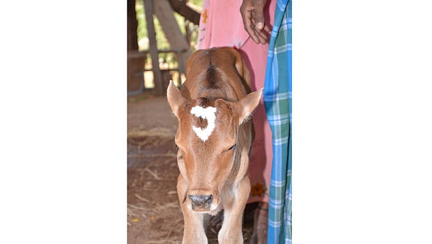 ஸ்ரீவிலி.யில் முதல்வர் பிறந்தநாள் அன்று ஜெ என்ற ஆங்கில எழுத்து பொறிக்கப்பட்டு பிறந்துள்ள கன்றுக்குட்டி