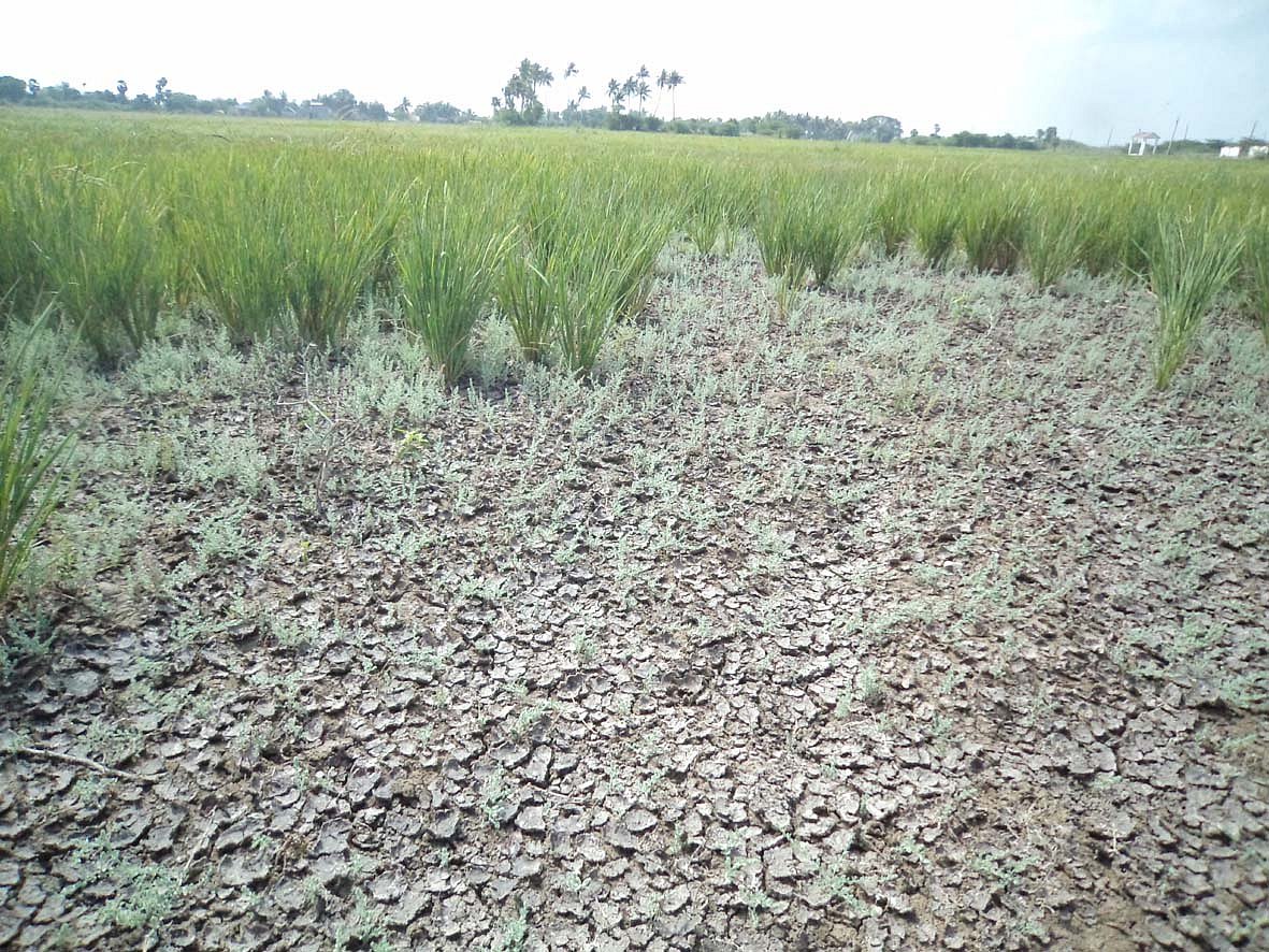 அரசின் சலுகைகள் புறக்கணிக்கப்படும் கடலூர் மாவட்ட காவிரி டெல்டா கடை, மடை பகுதி: வேதனையில் விவசாயிகள்