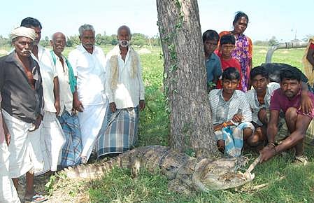 சிதம்பரம் அருகே விளைநிலத்தில் புகுந்த முதலை
