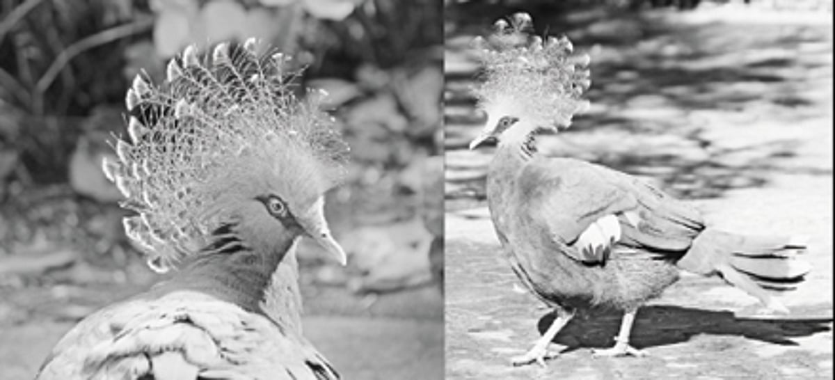 பறவையைத் தொடர்வோம்...