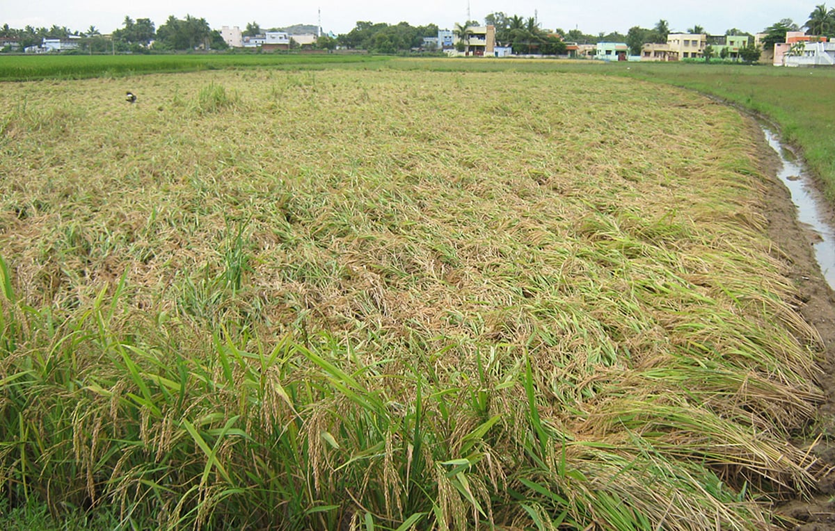 நெல்லையில் விடிய விடிய மழை: நீரில் மிதக்கும் நெற்பயிர்கள்: விவசாயிகள் கவலை