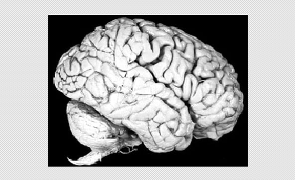 உடலின் அமைச்சரவை!