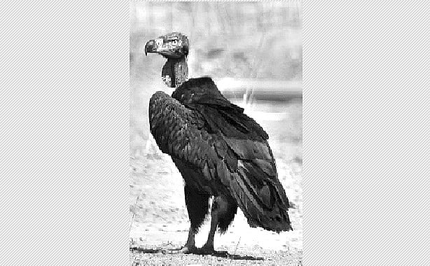 பறவையைத் தொடர்வோம்...