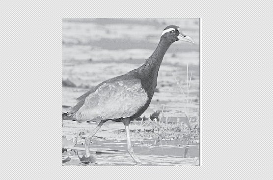 பறவையைத் தொடர்வோம்...