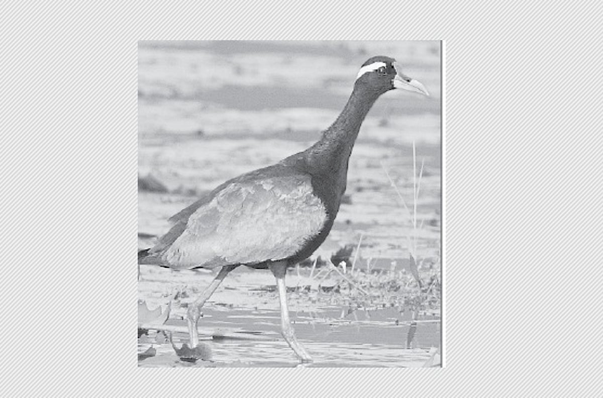 பறவையைத் தொடர்வோம்...