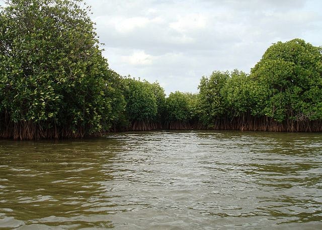 அழகிய தீவு அடங்கிய பிச்சாவரம் சுரபுண்ணை காடுகள்!  படகு சவாரி செய்து ரசிக்கலாம் வாங்க!
