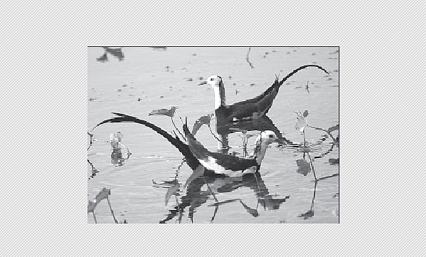 பறவையைத் தொடர்வோம்...