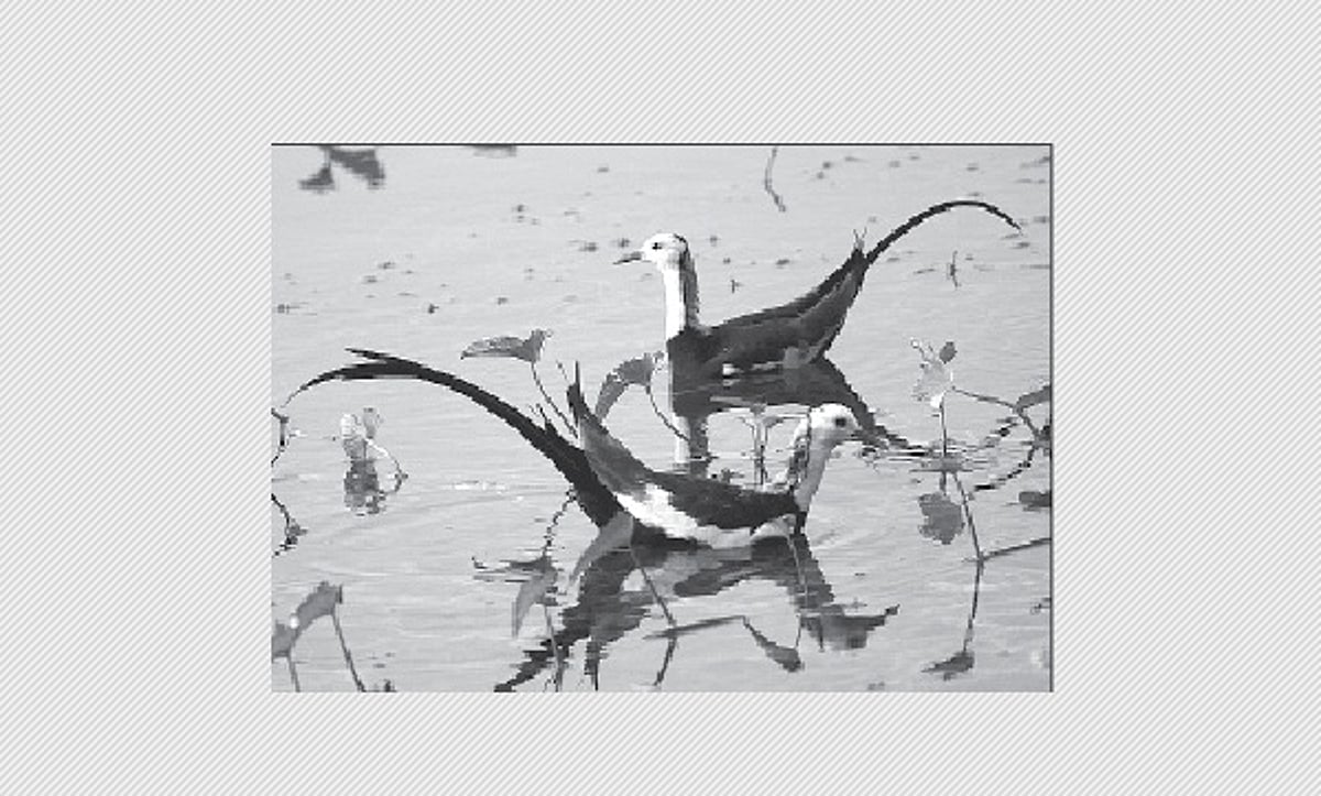 பறவையைத் தொடர்வோம்...