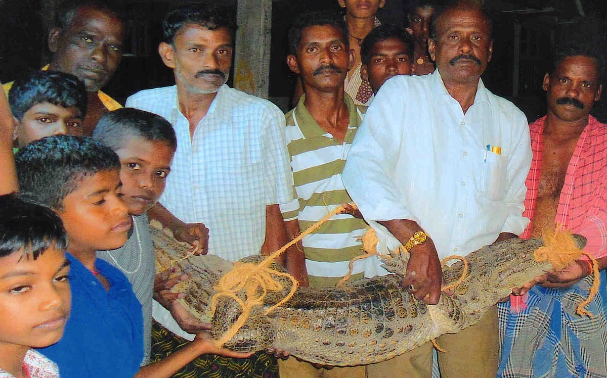 சிதம்பரம் அருகே ஊருக்குள் புகுந்த 5 அடி நீள முதலை