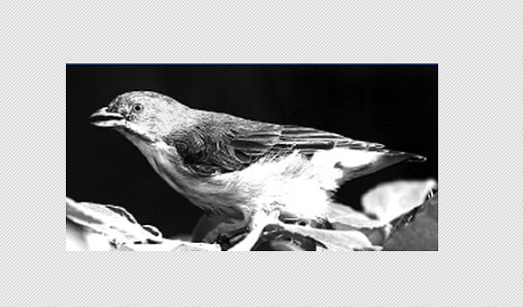 பறவையைத் தொடர்வோம்...