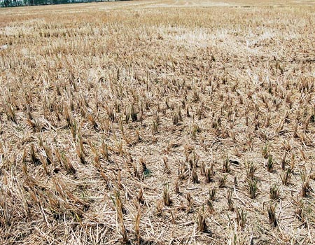 காடானது விளைநிலங்கள்: வாழ்வாதாரத்தை இழந்து பரிதவிக்கும் விவசாயிகள்