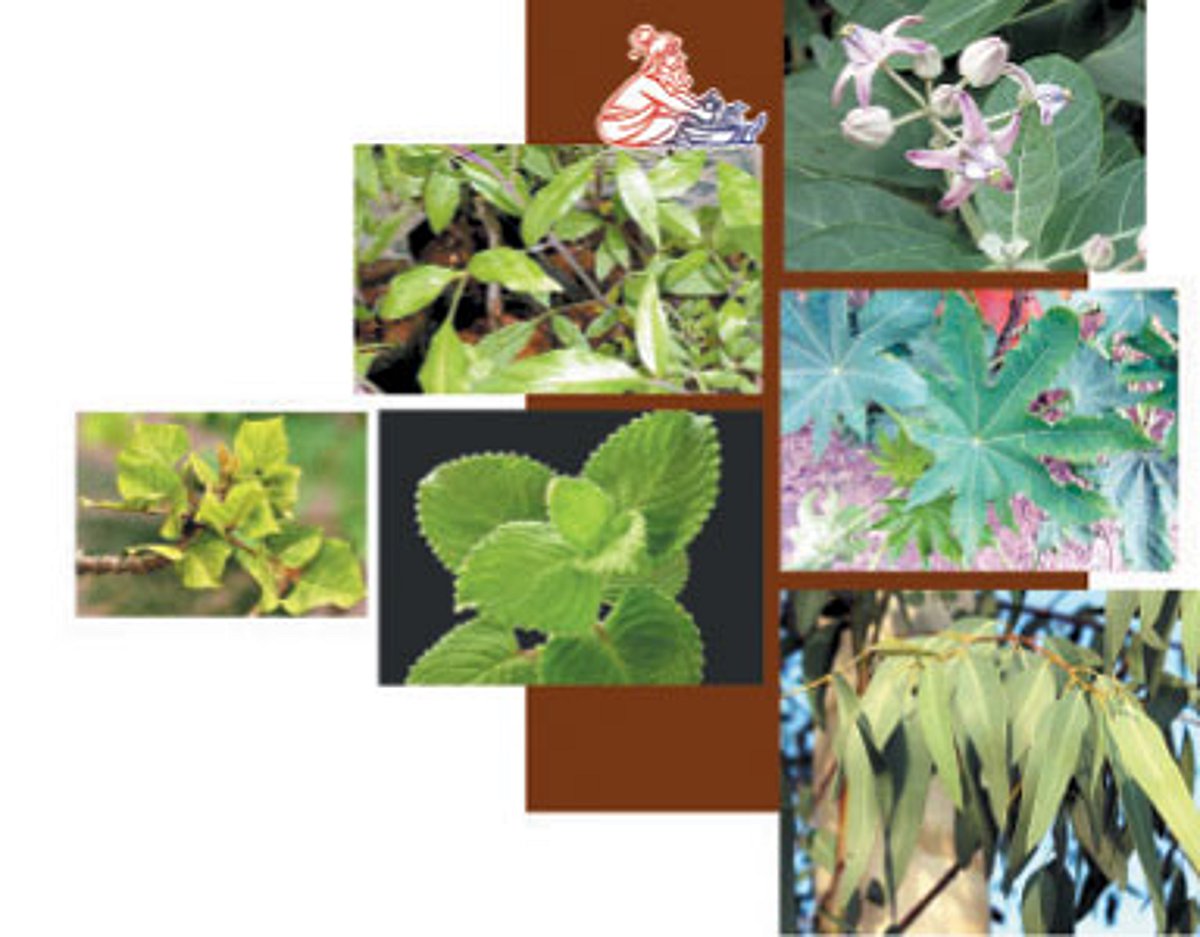 ஆயுள் காக்கும் ஆயுர்வேதம்: கை, கால்களில் பயங்கர வலி!