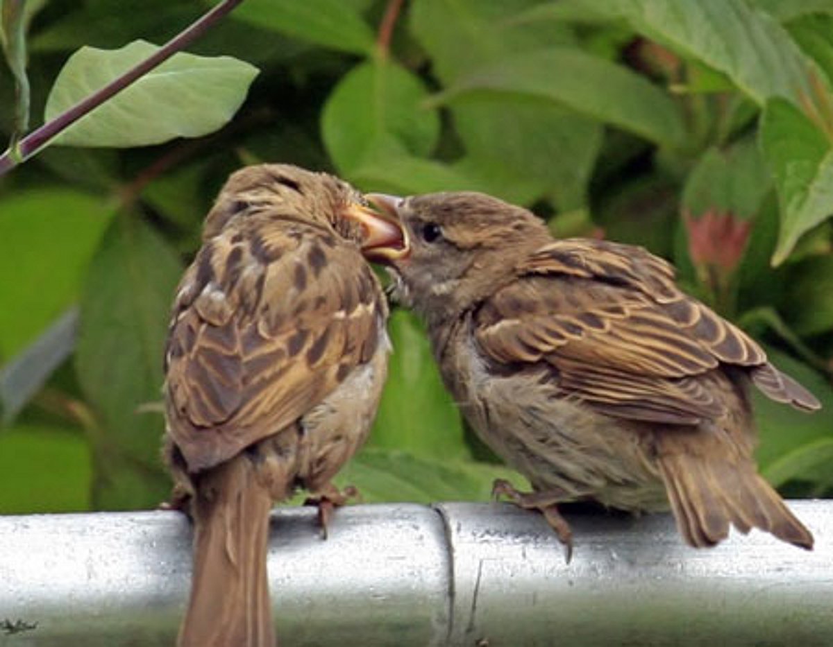 சிட்டுக் குருவிக்கு என்ன தட்டுப்பாடு?