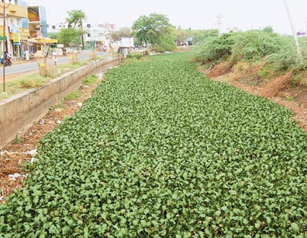 தூர்வாரப்படாத பாசன வாய்க்கால்!