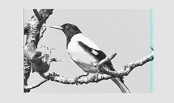 பறவையைத் தொடர்வோம்...