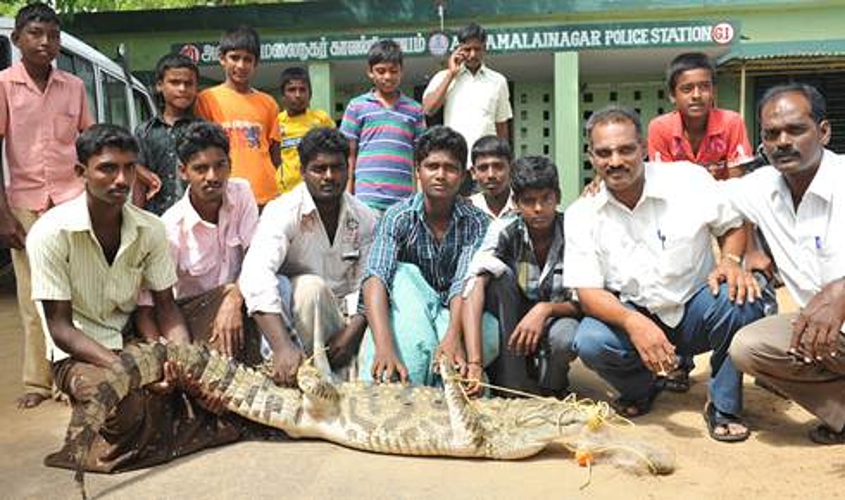 சிதம்பரம் குளத்தில் பொதுமக்களிடம் சிக்கிய முதலை