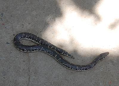 குடியிருப்பு பகுதியில் புகுந்த மலைப்பாம்பு