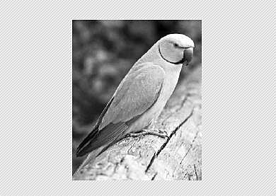 பறவையைத் தொடர்வோம்...