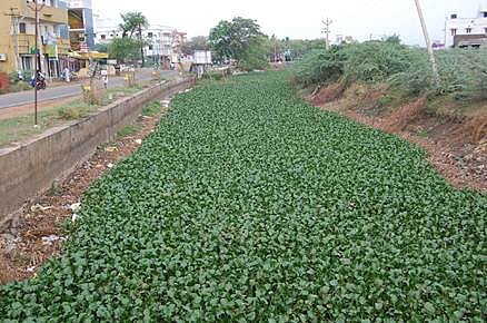 ஆகாயத்தாமரை அகற்றி தூர்வாரப்படாததால், விவசாயிகள் வெள்ளத்தை சந்திக்கும் அபாயம்