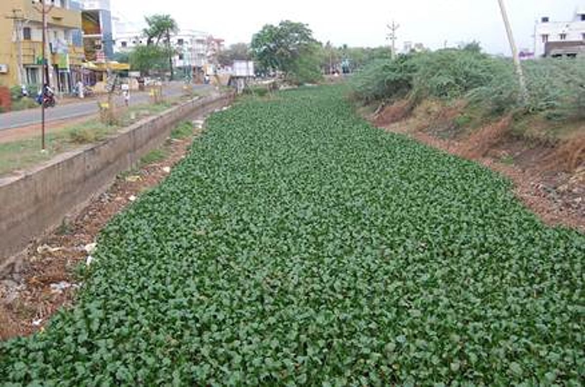 ஆகாயத்தாமரை அகற்றி தூர்வாரப்படாததால், விவசாயிகள் வெள்ளத்தை சந்திக்கும் அபாயம்