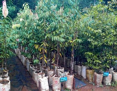 தெலங்கானா: ஆதிலாபாத் மாவட்டத்தில் பத்து லட்சம் மரக்கன்றுகள் நட்டு சாதனை