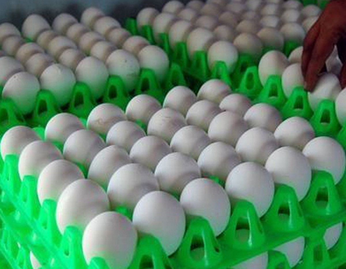 பண்ருட்டி ஊராட்சி பள்ளியில் அழுகிய முட்டைகள்