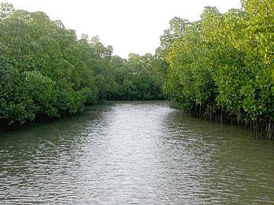 நாளை சதுப்பு நிலக்காடுகள் தினம்!