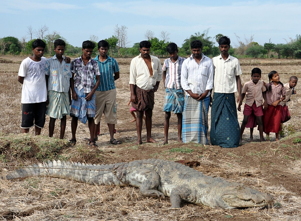 சிதம்பரம் அருகே ஊருக்குள் புகுந்து ஆட்டை விழுங்கிய 15 அடி முதலை