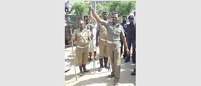 சிதம்பரம் அருகே வீட்டிற்குள் புகுந்த பாம்பு