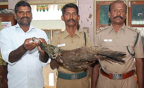 சிதம்பரம் அருகே மின்சாரம் தாக்கி இறந்த மயில்!