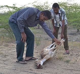 வாகன விபத்தில் பெண்மான் சாவு