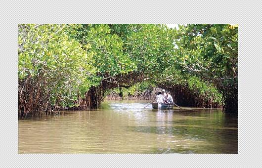 கண்டல் மரங்களல்ல; கரங்கள்!