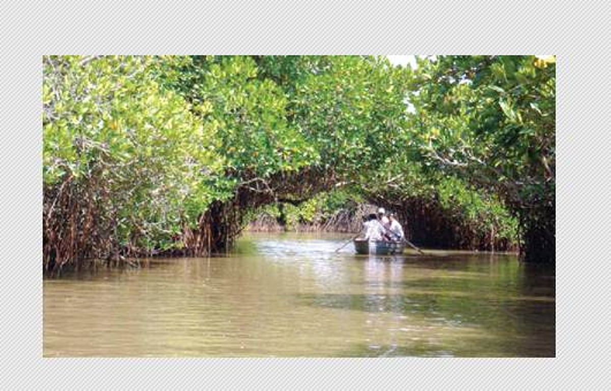 கண்டல் மரங்களல்ல; கரங்கள்!