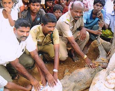 சிதம்பரம் அருகே கிராமத்திற்குள் புகுந்த 6 அடி நீள முதலை!