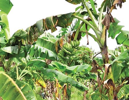 வாழையில் நோய் மேலாண்மை